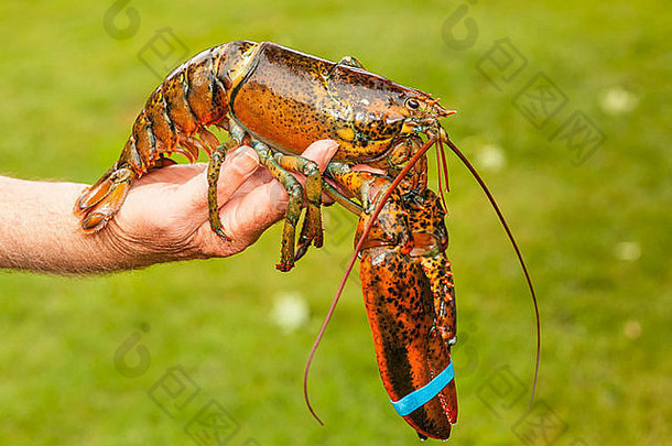 新鲜的生活未煮过的龙虾带状爪子