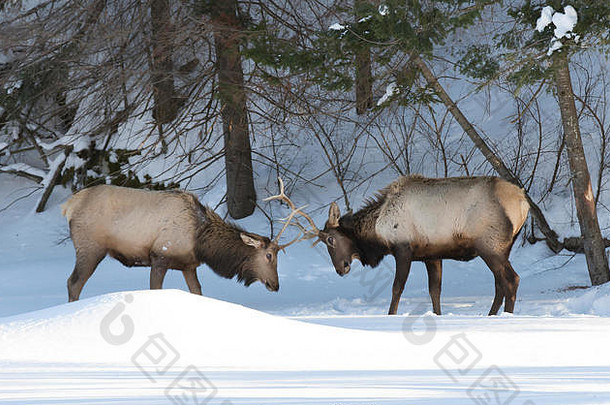 加拿大冬季雪中的麋鹿斗牛