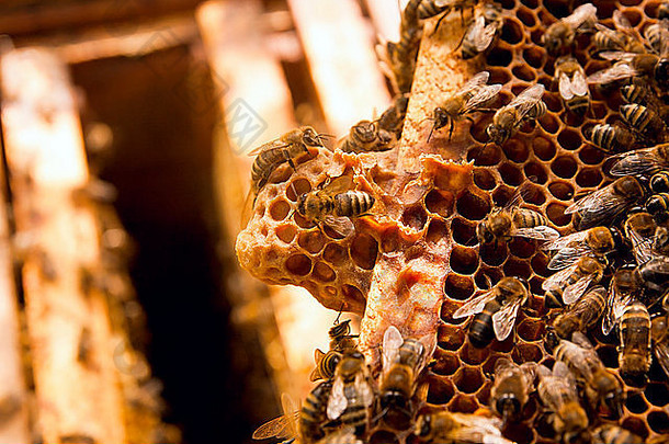 忙蜜蜂关闭视图工作蜜蜂蜂窝蜜蜂关闭显示动物蜂窝结构