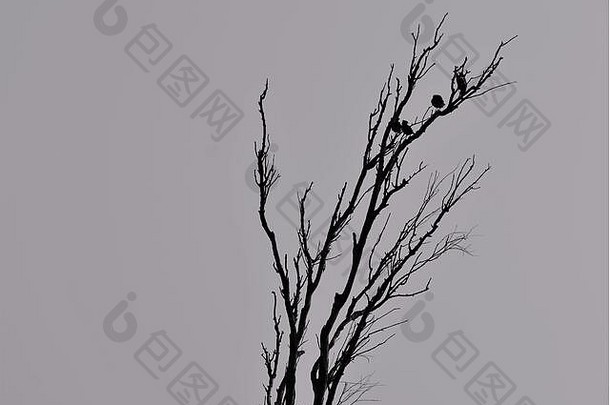 鸟坐着贫瘠的分支机构孤立的树黑色的白色