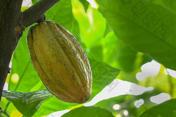 厄瓜多尔一棵树上黄色可可豆荚的特写镜头