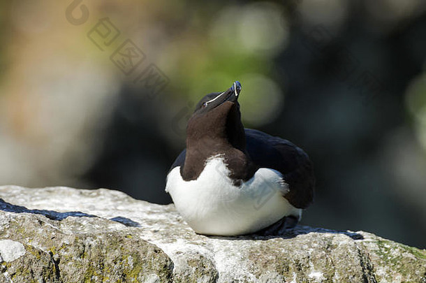 一种尖嘴鸟Alca托尔达嵌套伦加Treshnish群岛赫布里底群岛苏格兰