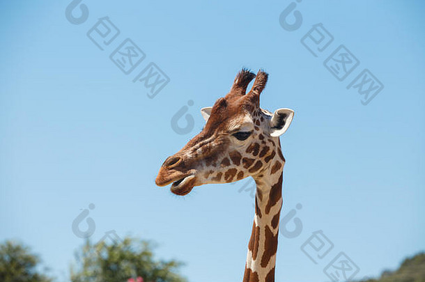 长颈鹿头长脖子毛茸茸的角背景蓝色的天空异国情调的Safari