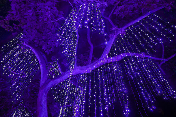 挂在大树上的紫光夜景