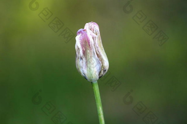 单郁金香植物关闭白色紫罗兰色的花被片开始干枯萎日益增长的当地的花园温暖的阳光明媚的春天一天