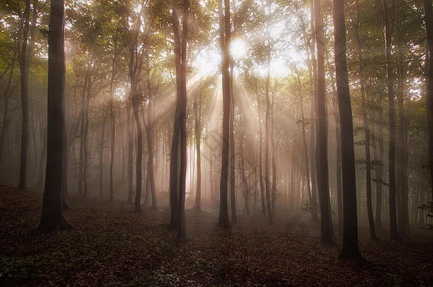 太阳射线有雾的森林