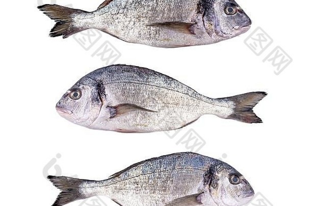 白色背景上分离的生鲜多拉多鱼。金头鲷