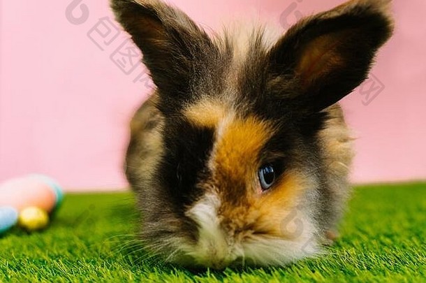 可爱的棕色兔子，旁边是亮绿色草地上彩绘的蛋。兔子的大耳朵。复活节卡片。