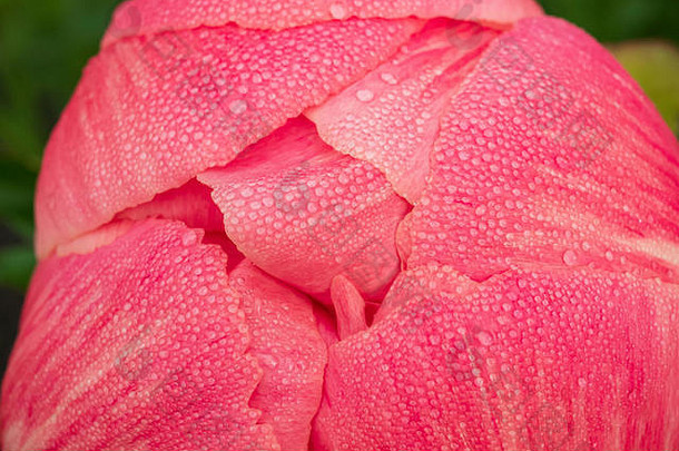 这是一张早晨露珠落在一朵粉红色花生花花瓣上的宏观照片，这朵花生花即将在6月1日开放。