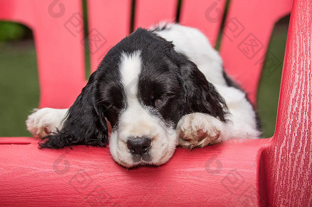 两个月大的斯普林格猎犬Tre，在一次<strong>欢快</strong>的<strong>游戏</strong>后，在一张塑料草坪椅上休息