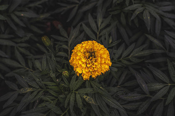 一朵明亮的黄色万寿菊花用于空间