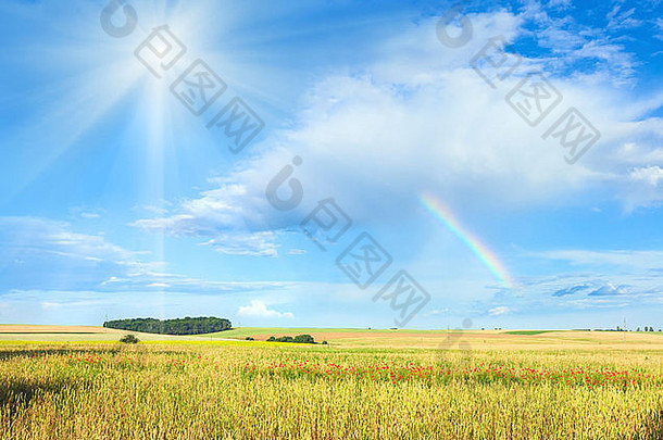 彩虹阳光蓝色的多云的天空夏天小麦场