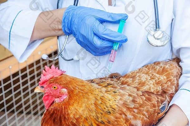 在牧场背景下，一名手持注射器并注射鸡肉的兽医妇女。在自然生态农场，兽医为母鸡接种疫苗。动物保育与生态农业理念