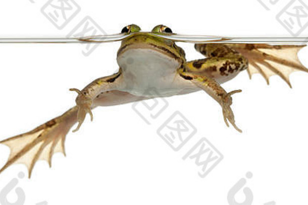 可食用的青蛙蛙耐糖水前面白色背景
