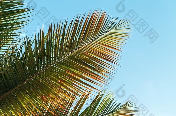 椰子棕榈树叶子蓝色的天空<strong>背景</strong>白天程式化的照片<strong>背景</strong>