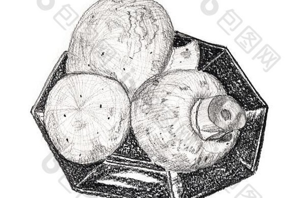 蘑菇食用香草铅笔画蘑菇板白色背景