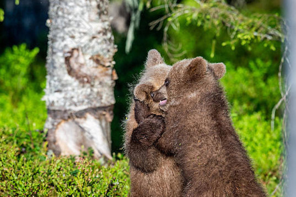 棕色（的）熊幼崽开玩笑地战斗科学熊属arctosarctos夏天绿色森林背景自然栖息地