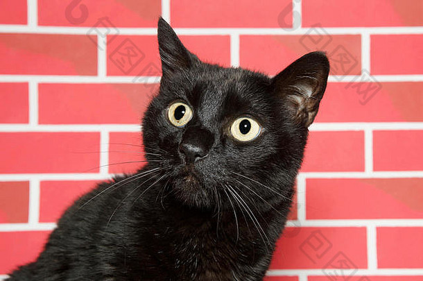 资深黑猫紧张地看着左边的观众。明亮的红色砖墙背景，适合圣诞节。