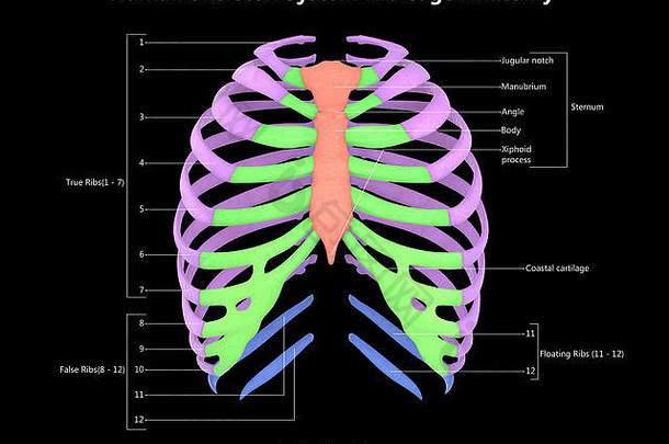 人类骨架系统肋骨笼子里解剖学