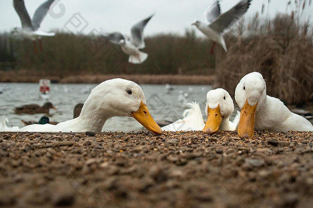 大白色重鸭子amercan北京艾尔斯伯里喂养湖