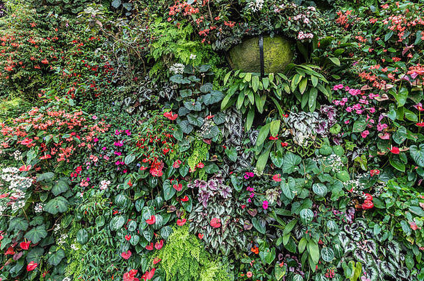 新加坡——2019年3月22日：海湾花园，云林穹顶。山坡上茂密的绿色植被覆盖着五彩缤纷的花朵。