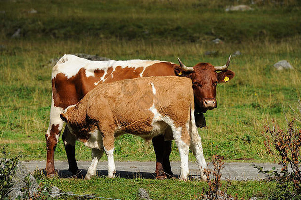 从母牛身上哺乳的棕色小牛