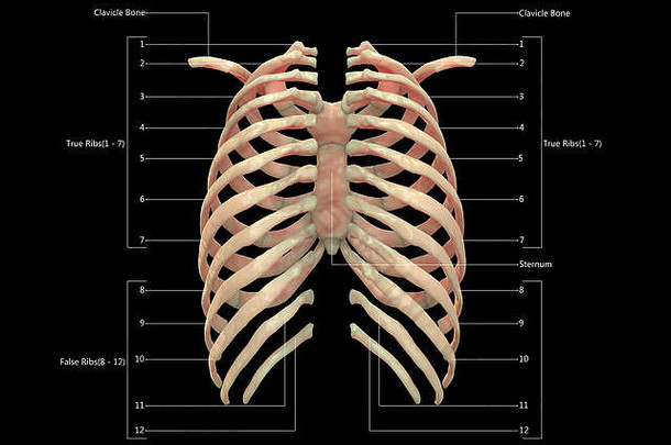 人体骨骼系统肋骨标签设计后视解剖学