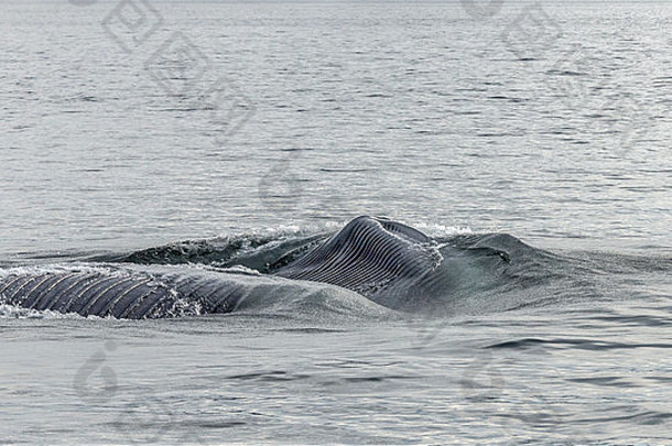 墨西哥巴哈科尔特斯海卡门岛附近，蓝鲸用喉袋进食
