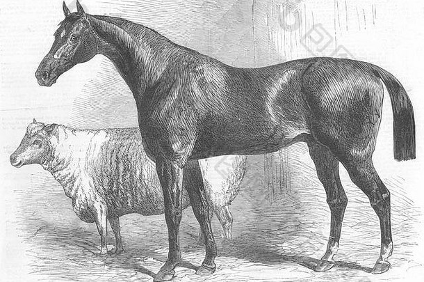 赫里福德公牛奖；莱兰公羊；皇家农场协会伍斯特1863年。伦敦新闻画报