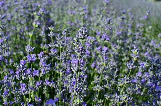 特兰西瓦尼亚乡村夏季薰衣草地紫色薰衣草花的特写镜头。