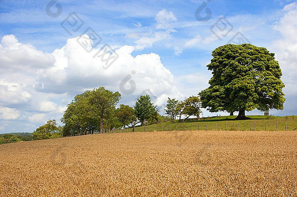 约克郡世界多云的夏日天空下，一幅<strong>英国风景</strong>画，麦田和山坡上的树木