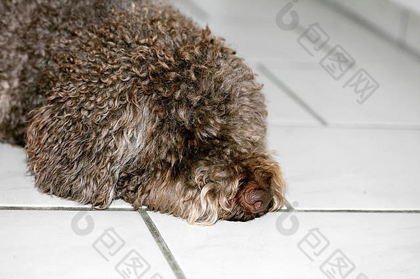 棕色意大利狗宏肖像品种松露狩猎拉各托罗马格诺洛