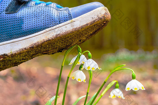 春天雪花花白细胞vernum盛开的日落花受保护的法律鞋触犯花草概念鞋子无情地之间