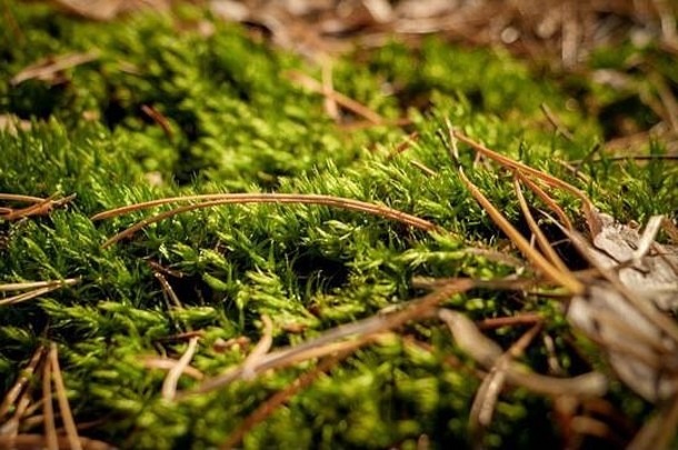 宏照片新鲜的绿色莫斯日益增长的松树森林