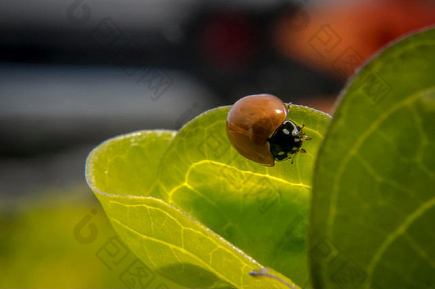 植物叶子上可爱的棕色小瓢虫