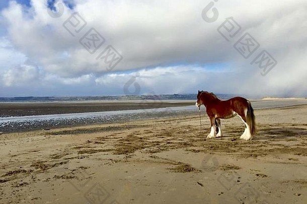 爱尔兰多尼格尔海滩上的马