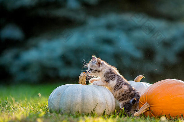 可爱的兄弟姐妹小猫玩坐南瓜绿色秋天草草地温暖的晚上光照片拍摄金小时10月一天不久万圣节