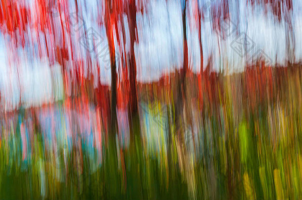 秋天湖岸红枫的抽象景观。由相机运动产生的图像。