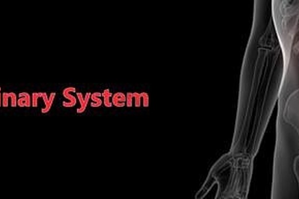 人类尿系统解剖学