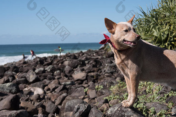 夏日里，忠诚的红牛狗在海边等着他的冲浪主人