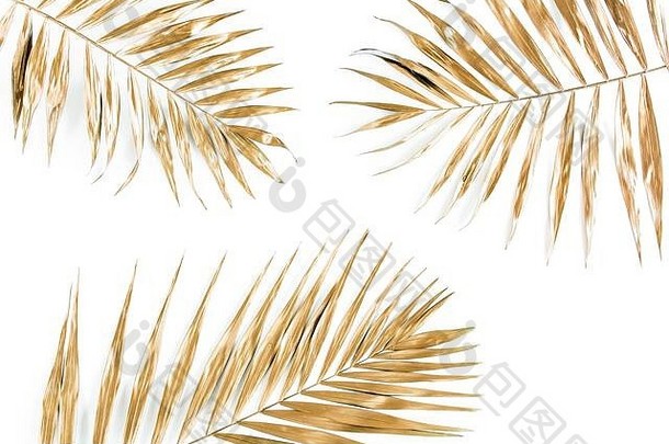 黄金热带棕榈叶子白色背景平躺前视图最小的概念