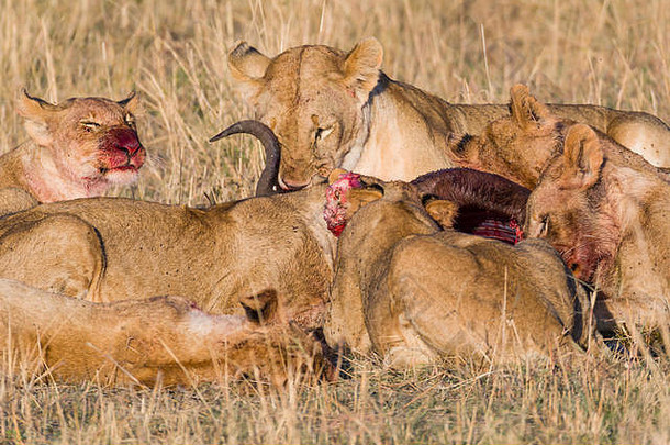 骄傲狮子喂养猎物羚羊的一种稀树大草原享受新鲜的肉血苍蝇皮毛10月马赛玛拉肯尼亚