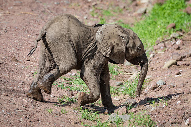 非洲小象在土坡上行走