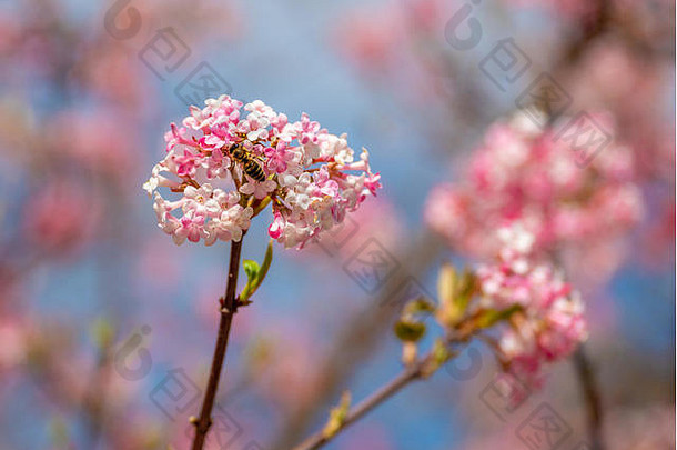 在一个阳光明媚的日子里，背景模糊，一只蜜蜂在春天飞向冬季雪球的玫瑰花丛
