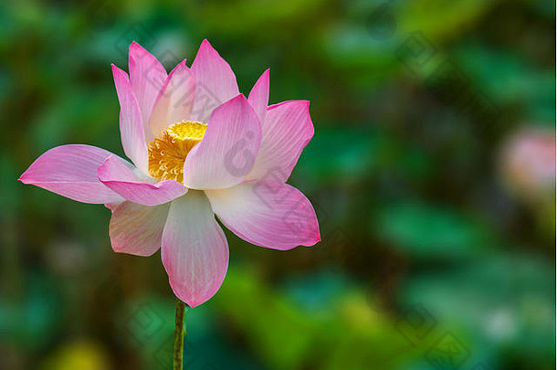 亚洲春天的早晨，一朵淡雅的粉红色和白色莲花在宁静的自然热带池塘中鲜艳地绽放。