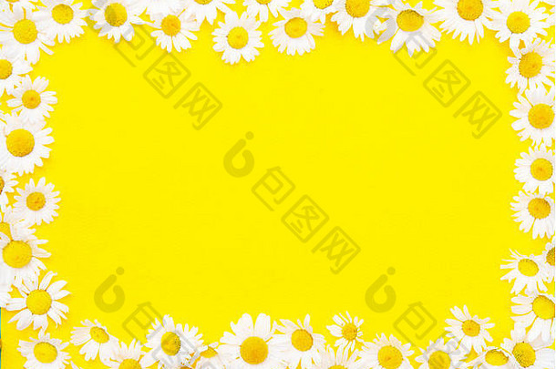 框架黄色的背景白色美丽的雏菊