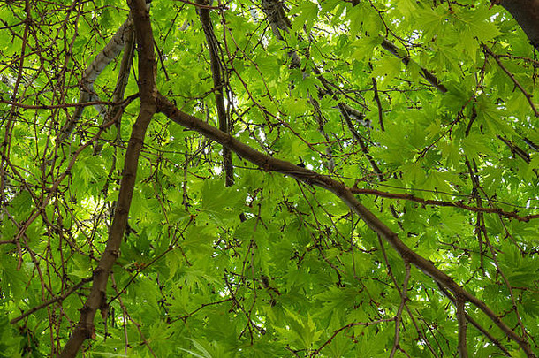 树木、树枝和树叶背景