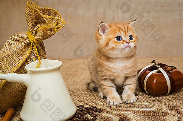 小猫咖啡