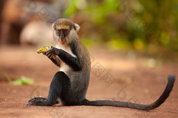 西非加纳中部博阿本菲玛猴子保护区的坎贝尔蒙纳猴子。