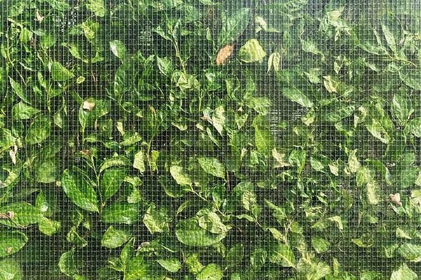 树篱的绿叶紧贴着玻璃墙。